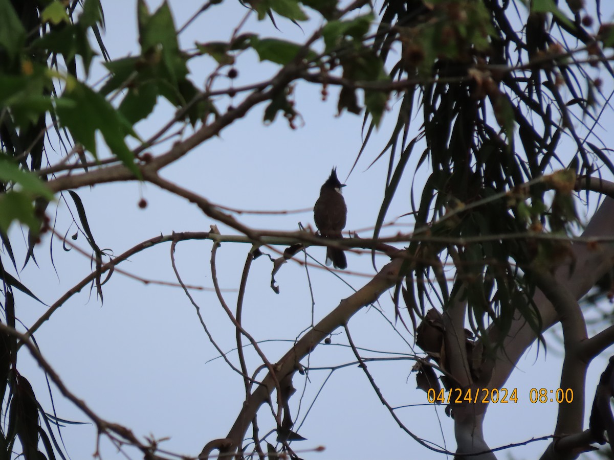 Red-whiskered Bulbul - ML617967513