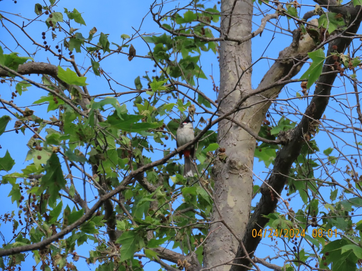 Red-whiskered Bulbul - ML617967514