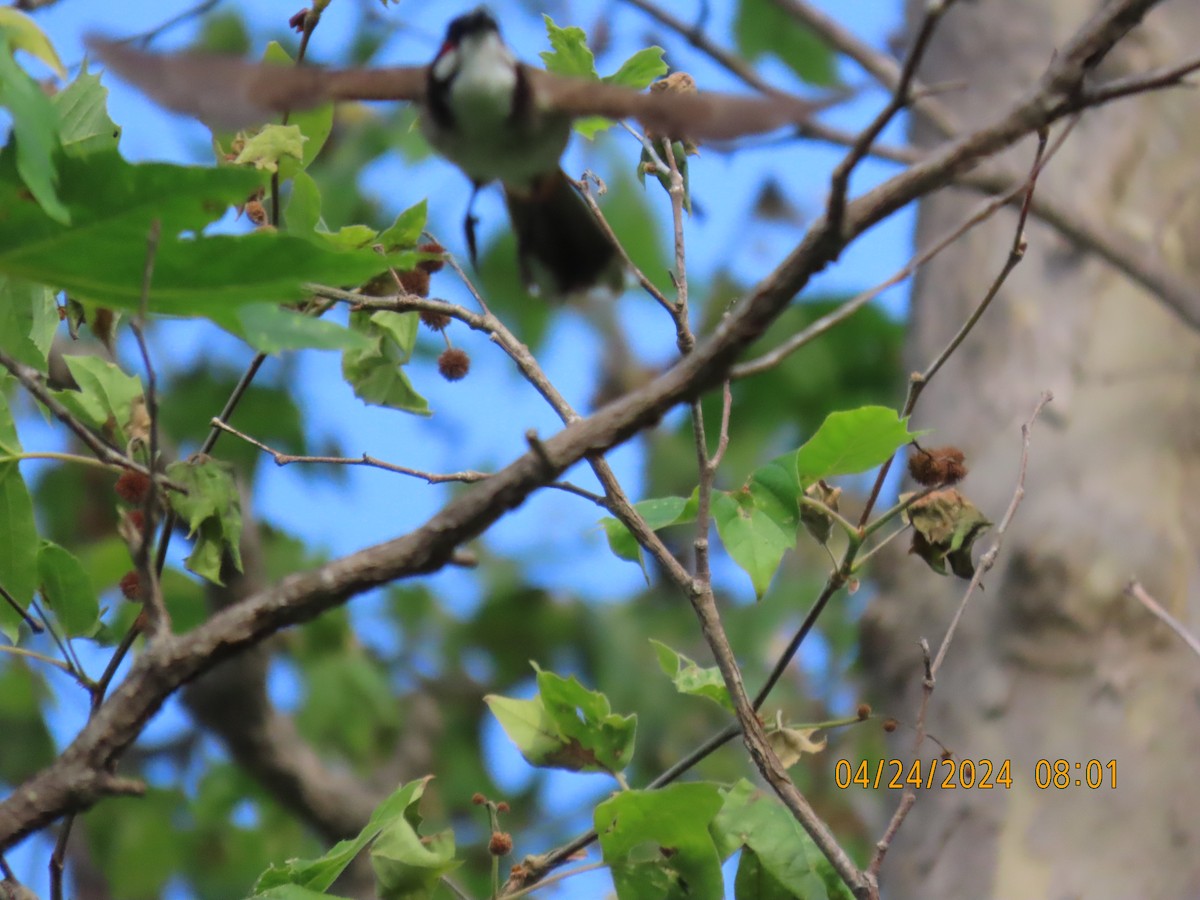 Red-whiskered Bulbul - ML617967515