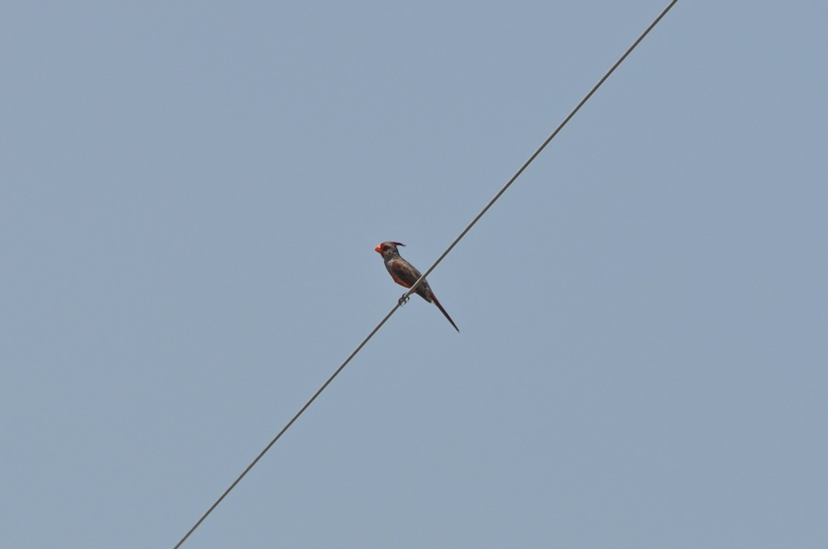 Pyrrhuloxia - ML617967517