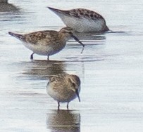 Baird's Sandpiper - ML617967538