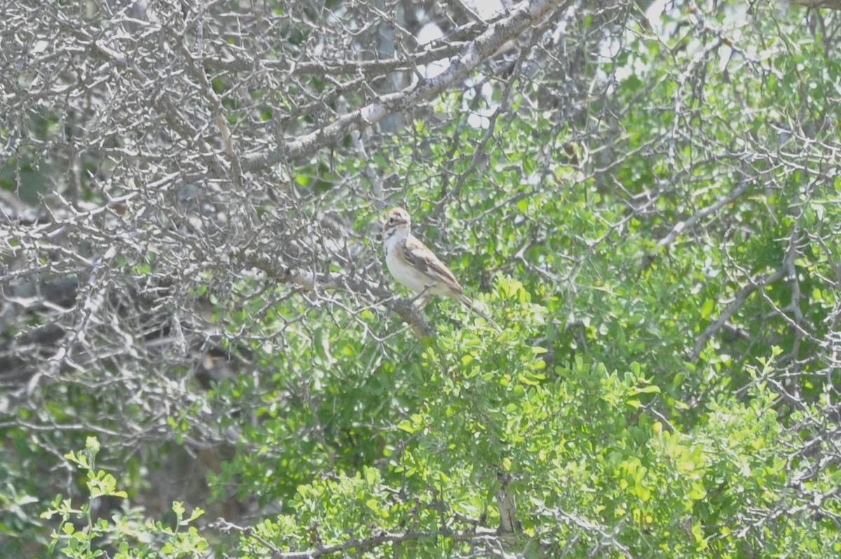 Lark Sparrow - ML617967551