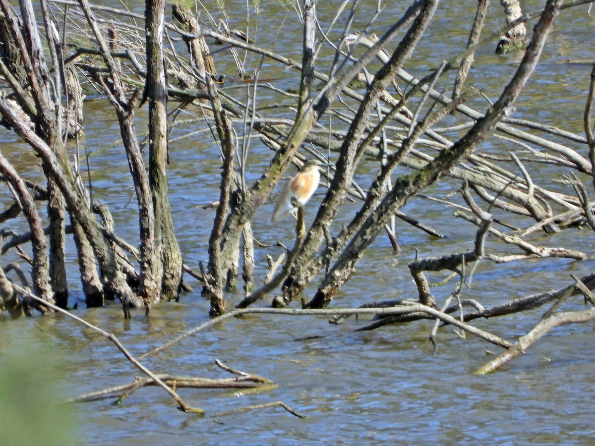 Squacco Heron - ML617967616