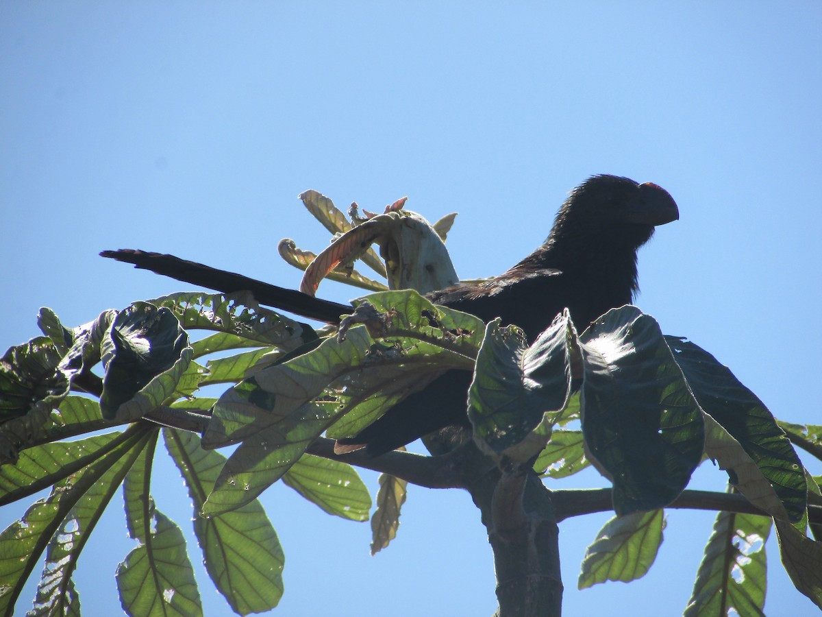 Smooth-billed Ani - ML617967646