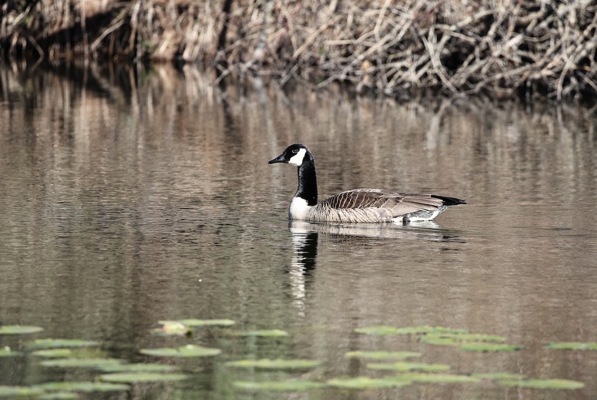 Canada Goose - ML617967649