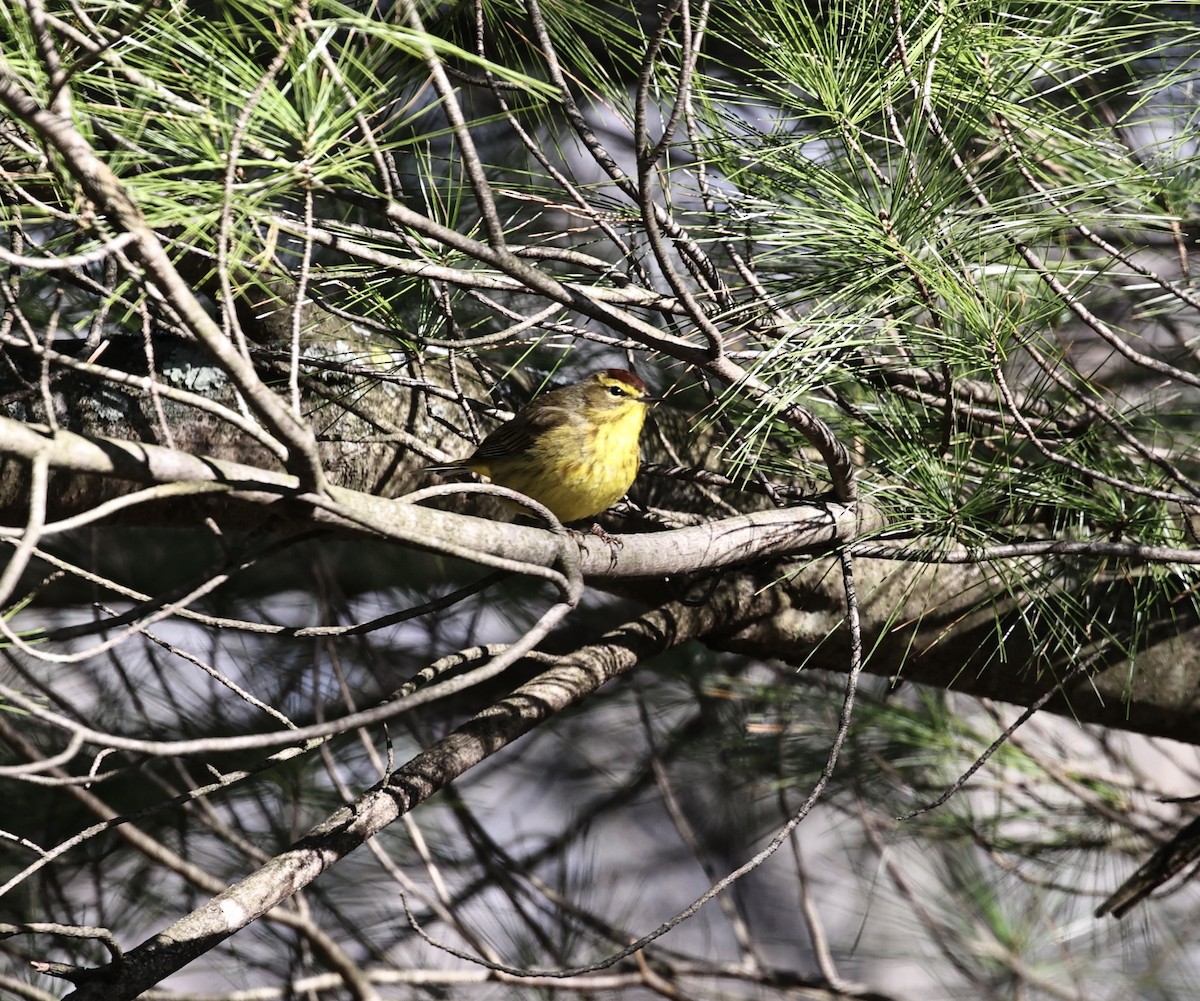 Palm Warbler - ML617967671