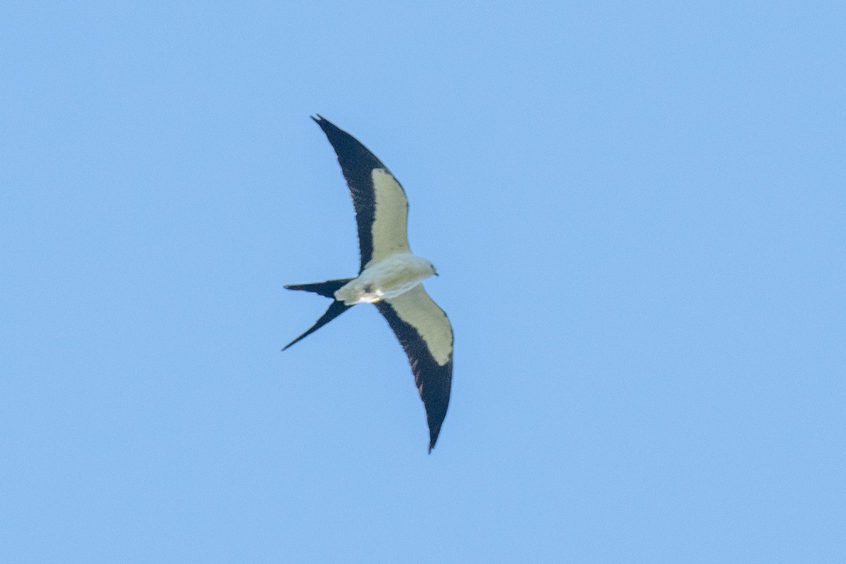 Swallow-tailed Kite - ML617967685