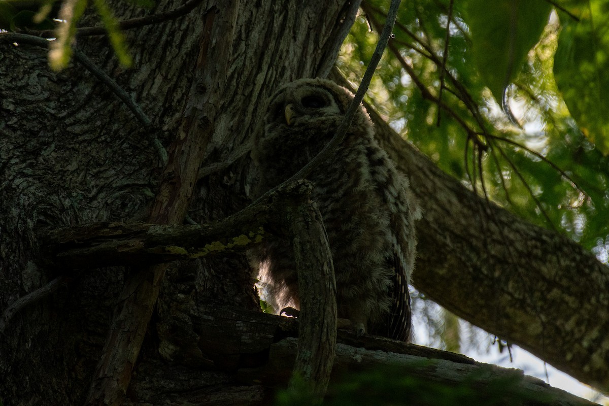 Barred Owl - ML617967698