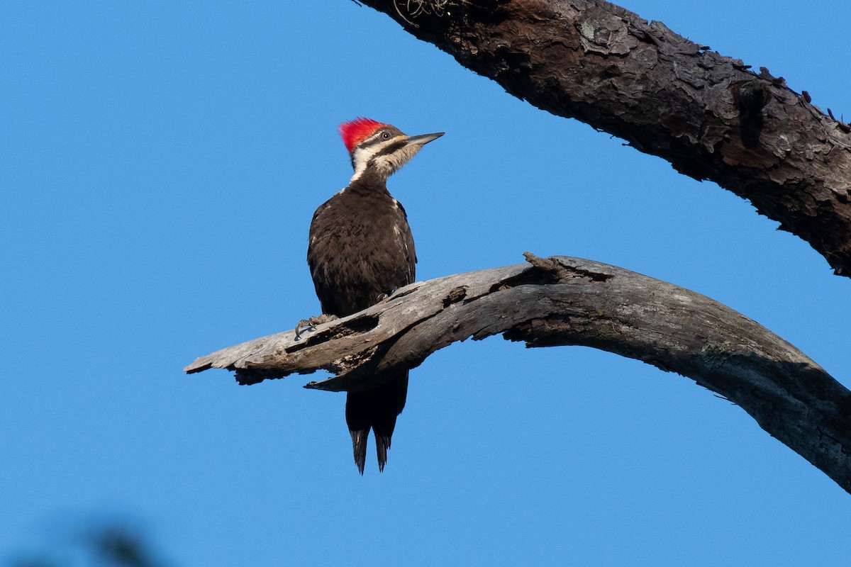 Pileated Woodpecker - ML617967703