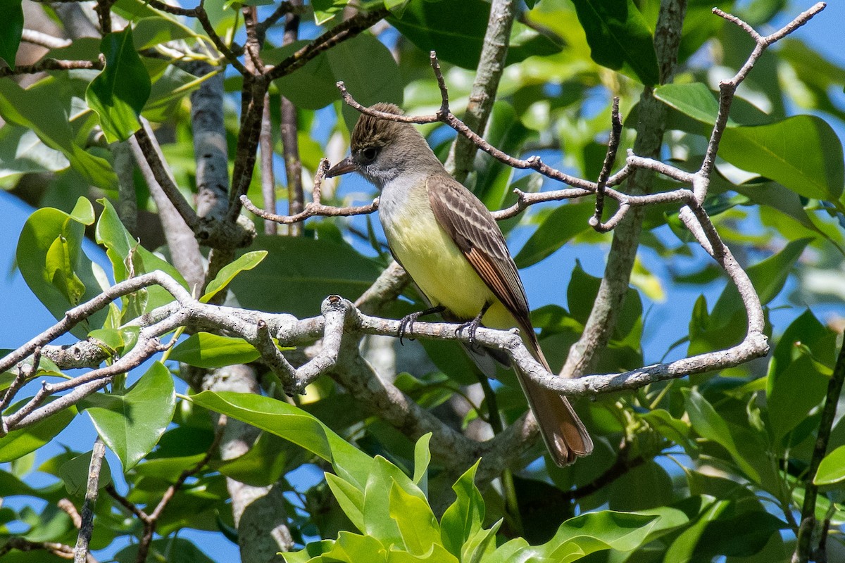Great Crested Flycatcher - ML617967705