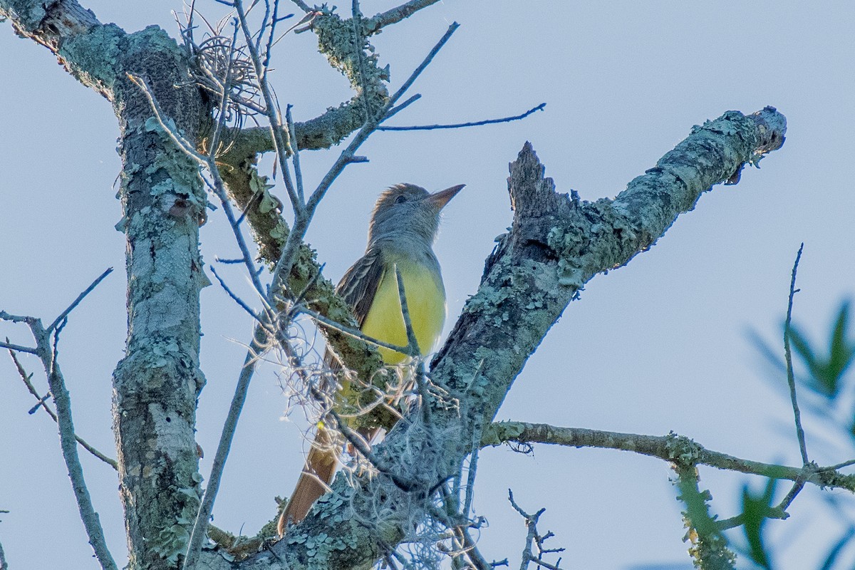 Great Crested Flycatcher - ML617967706
