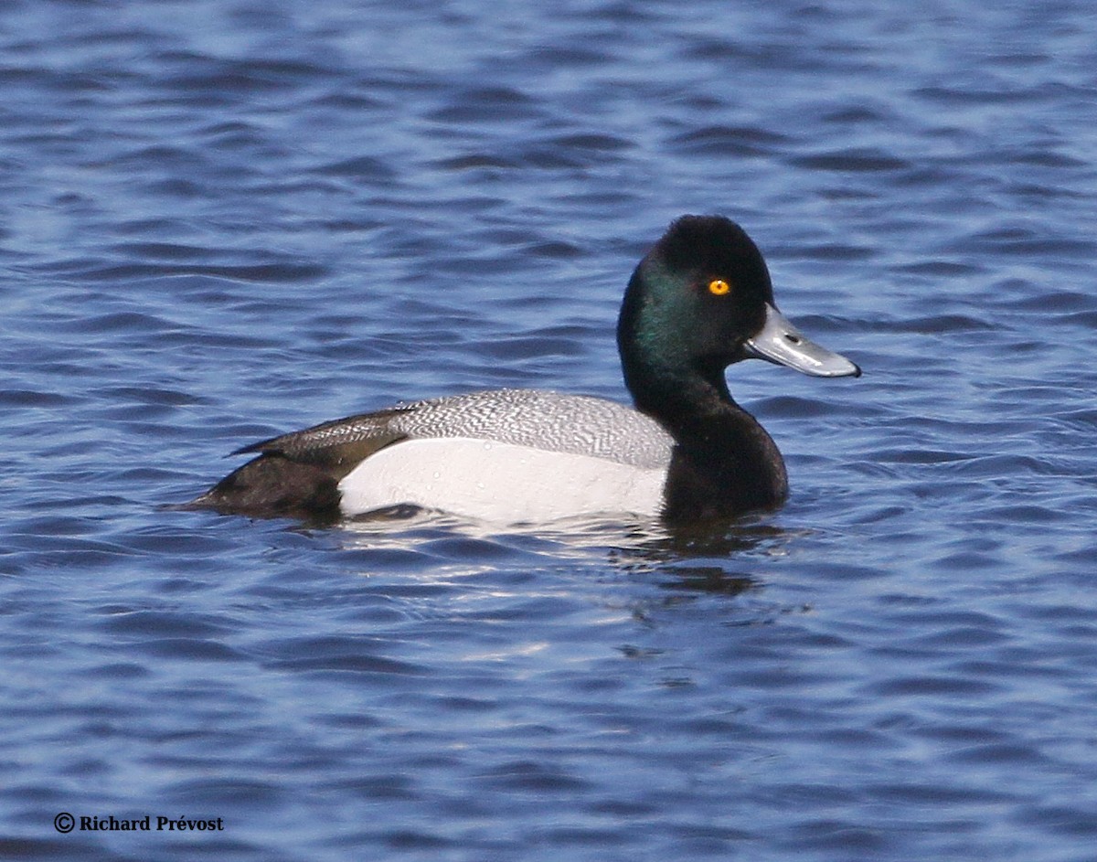 Lesser Scaup - ML617967708