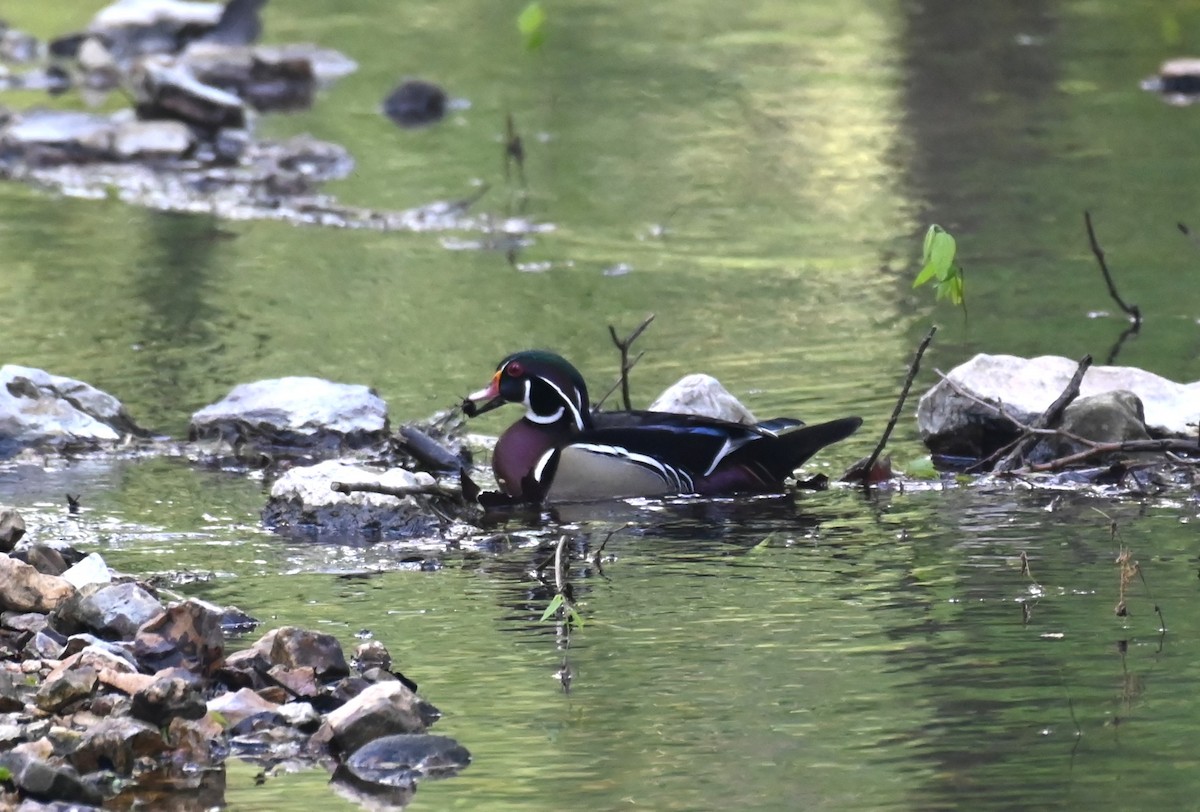 Wood Duck - ML617967713
