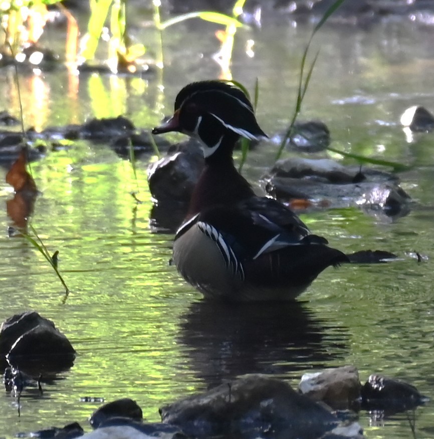 Wood Duck - ML617967714