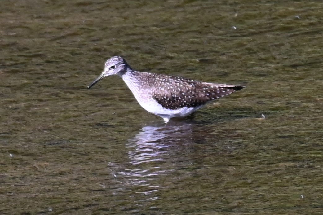 Solitary Sandpiper - ML617967727