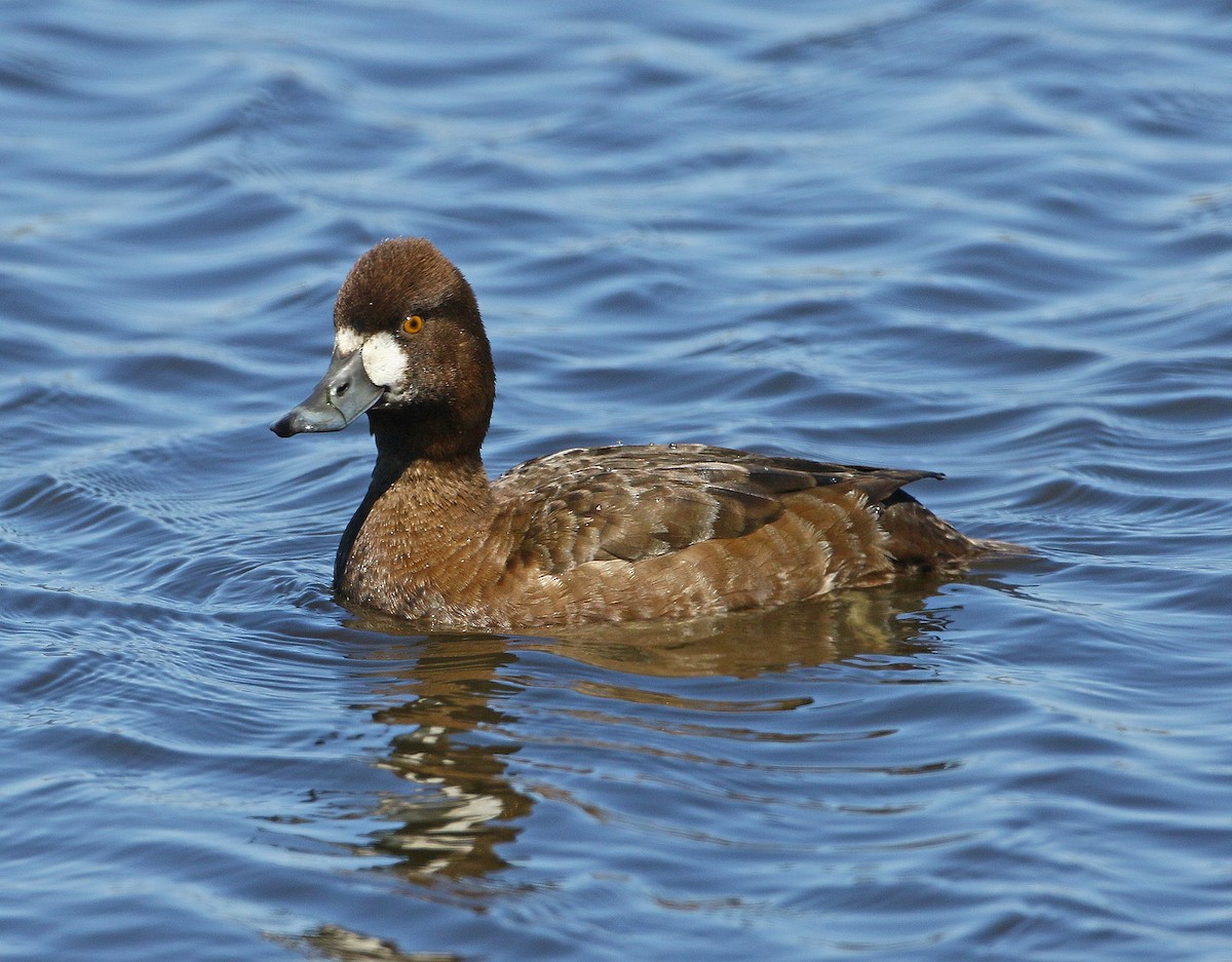 Lesser Scaup - ML617967731