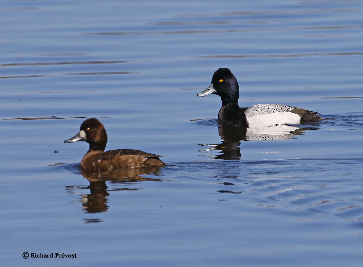 Lesser Scaup - ML617967734