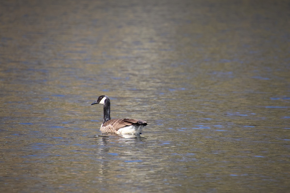 Canada Goose - ML617967737