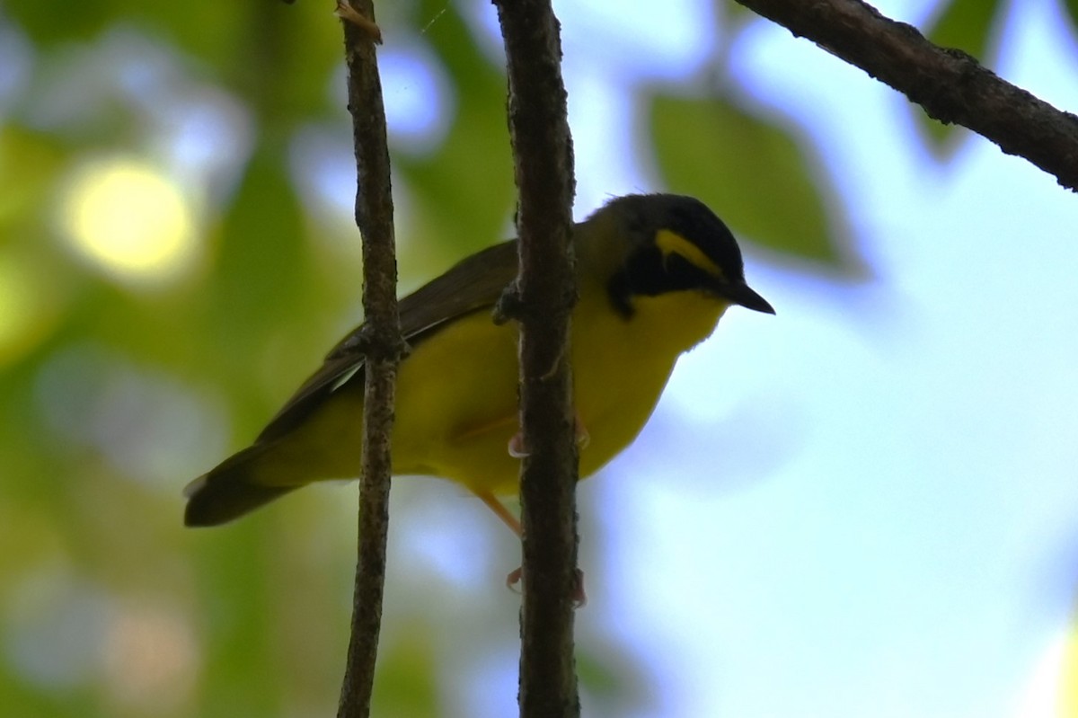 Kentucky Warbler - ML617967739