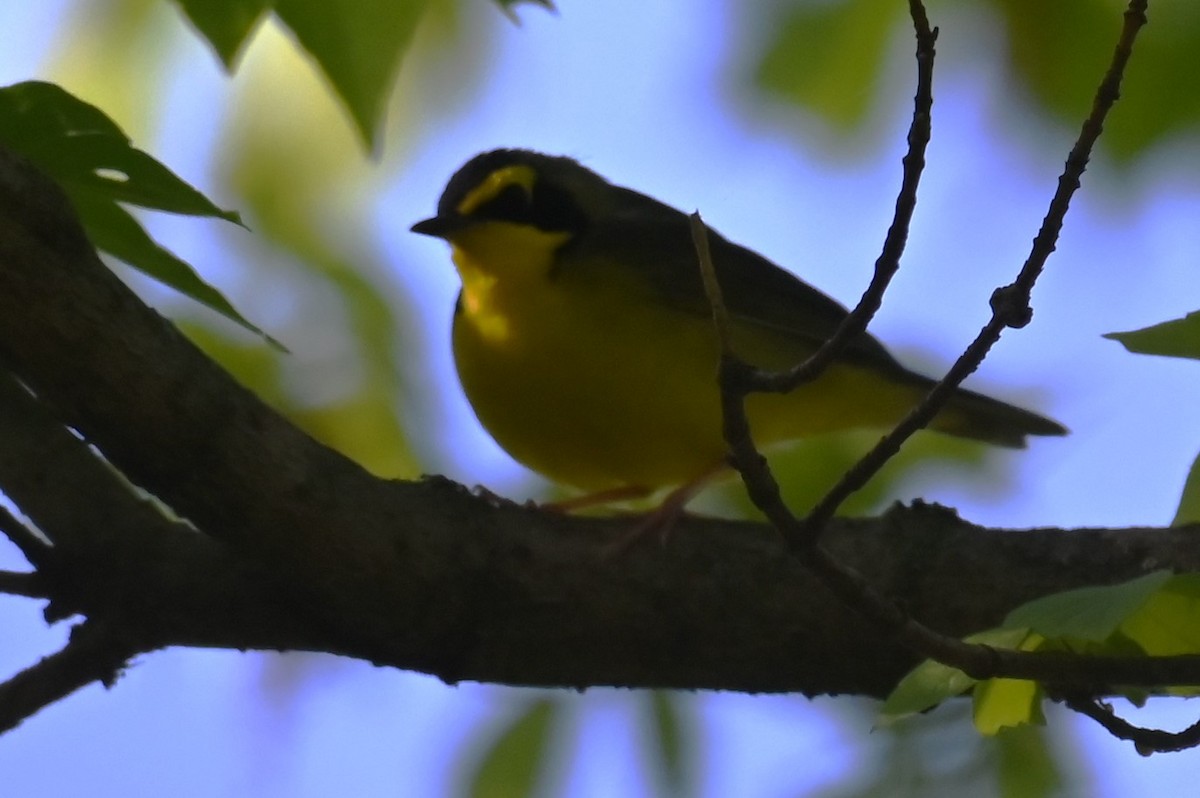 Kentucky Warbler - ML617967740