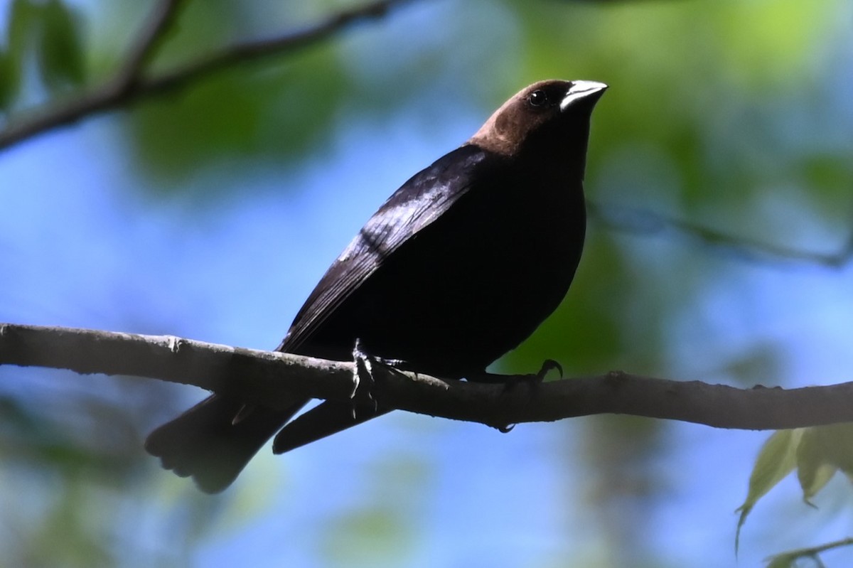 Brown-headed Cowbird - ML617967753