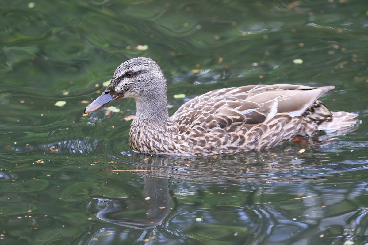 Mallard x Pacific Black Duck (hybrid) - Roger Zachary