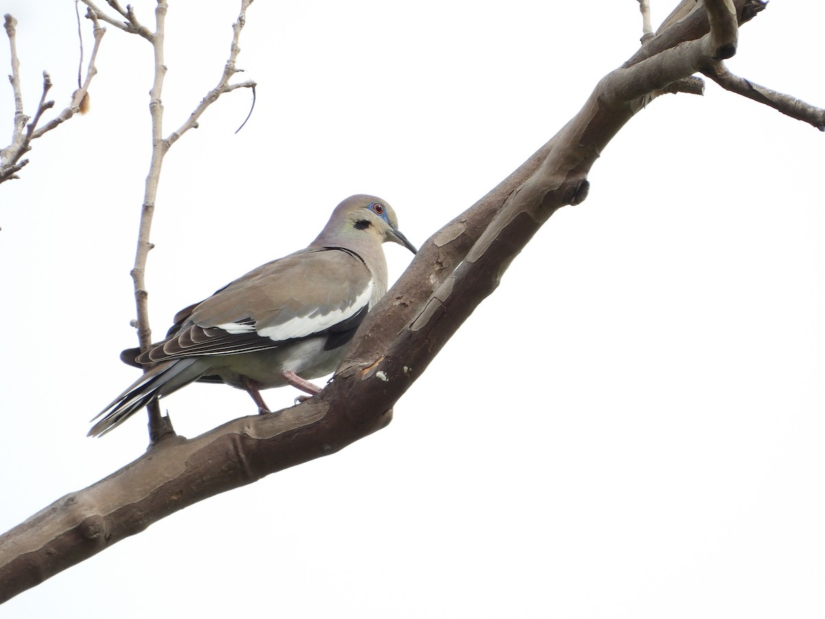 White-winged Dove - ML617967804