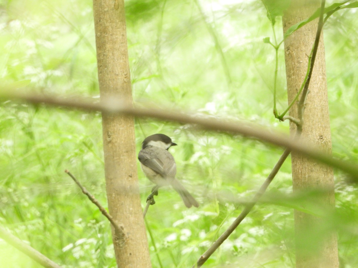 Carolina Chickadee - ML617967809