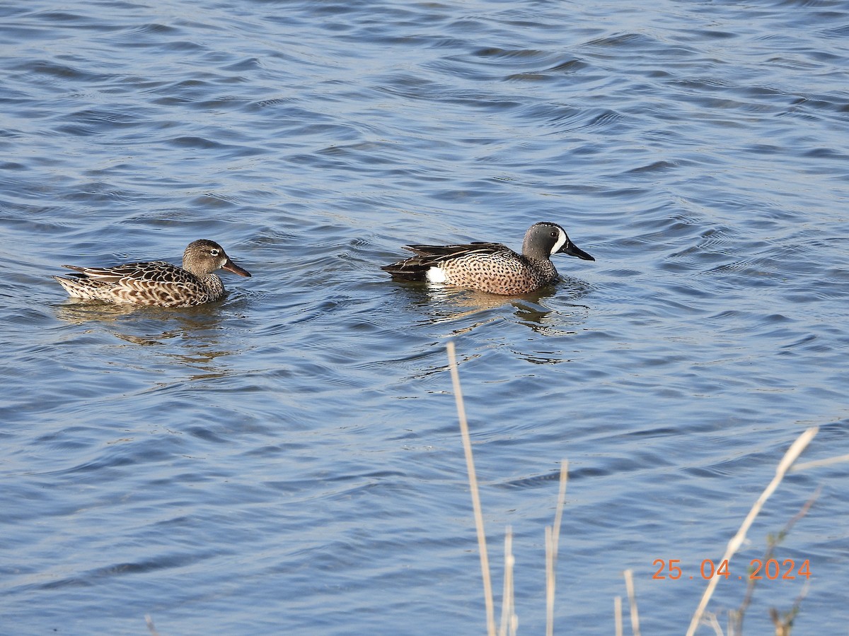 Blue-winged Teal - ML617967816