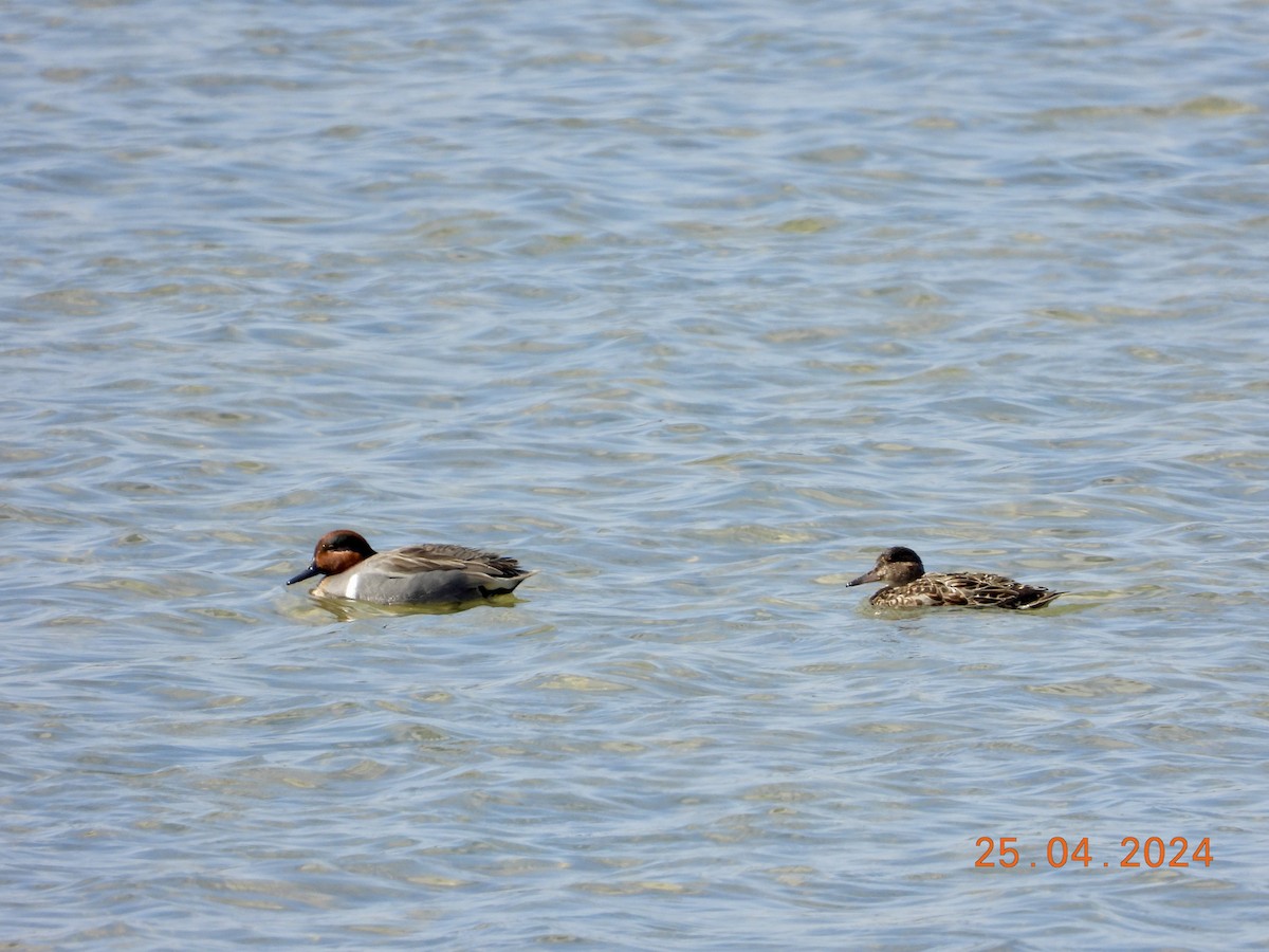 Green-winged Teal - ML617967823