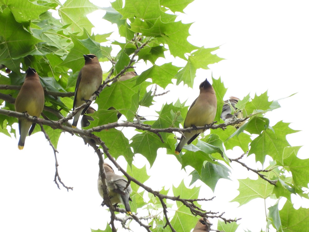 Cedar Waxwing - ML617967833