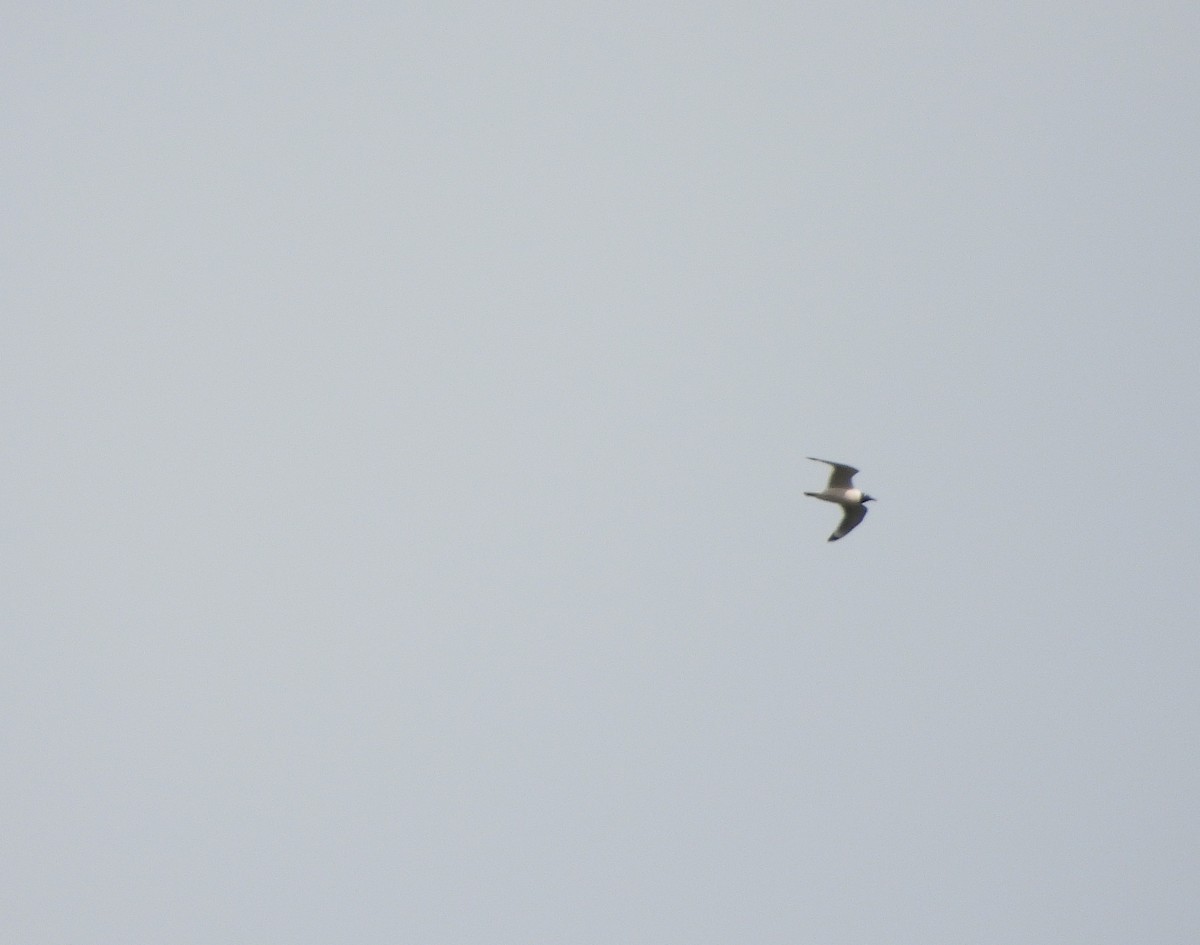 Franklin's Gull - ML617967936