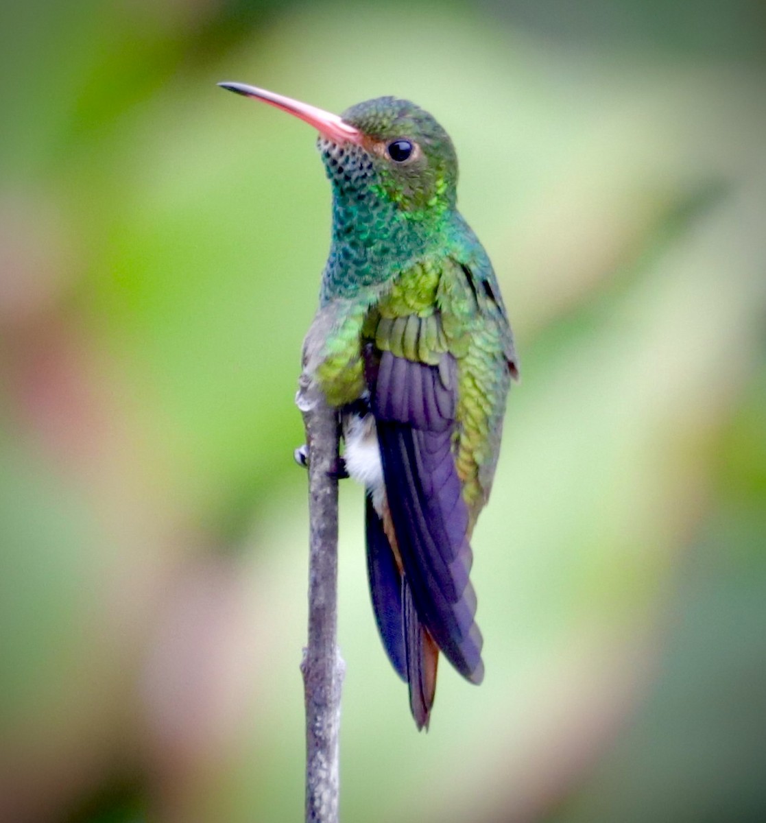 Rufous-tailed Hummingbird - ML617967946