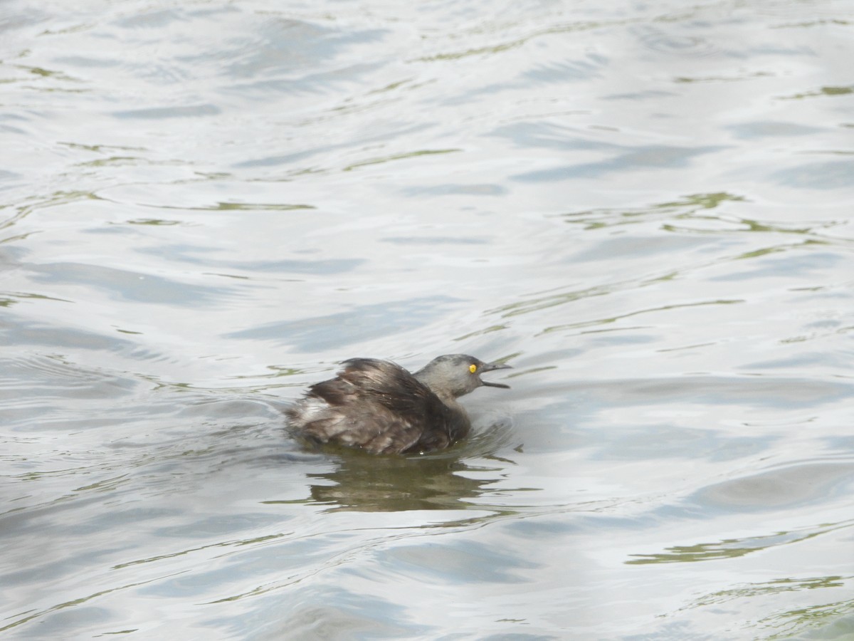 Least Grebe - Dan Meyer