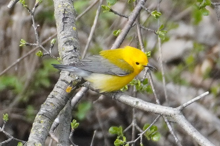 Prothonotary Warbler - ML617967985