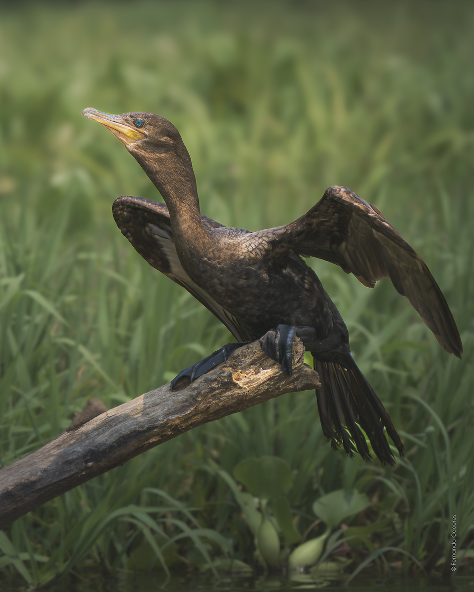 Neotropic Cormorant - ML617968008