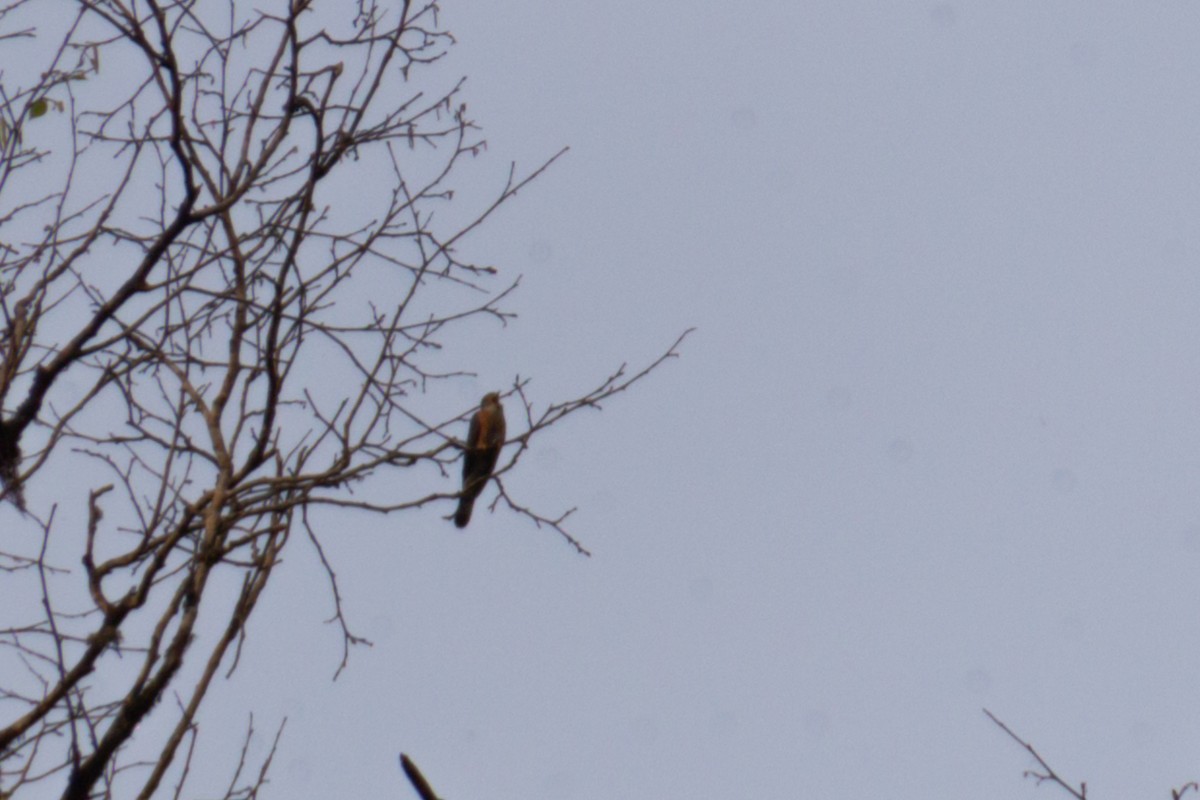 Hodgson's Hawk-Cuckoo - Tarun Menon