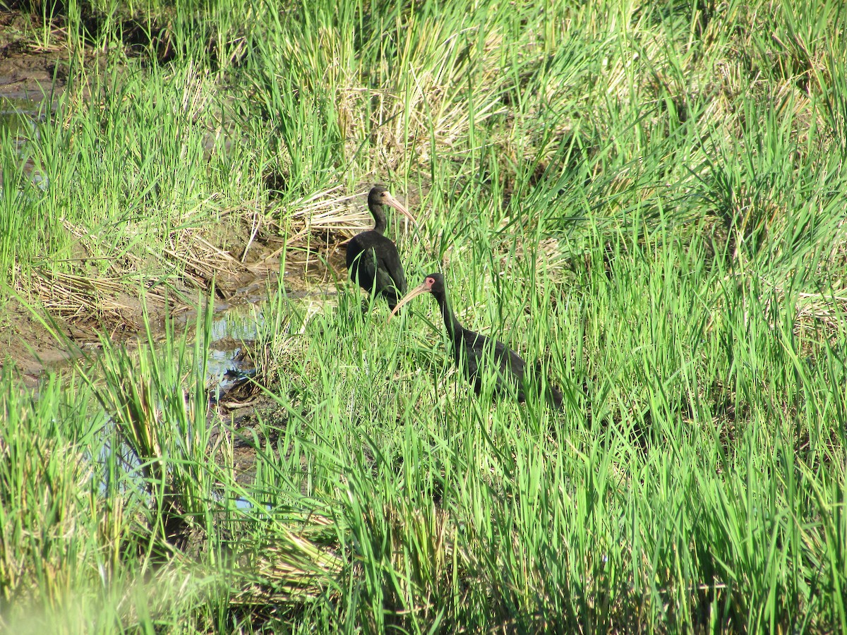 rødmaskeibis - ML617968051