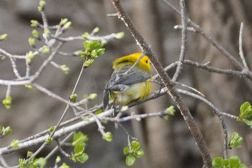 Prothonotary Warbler - ML617968057