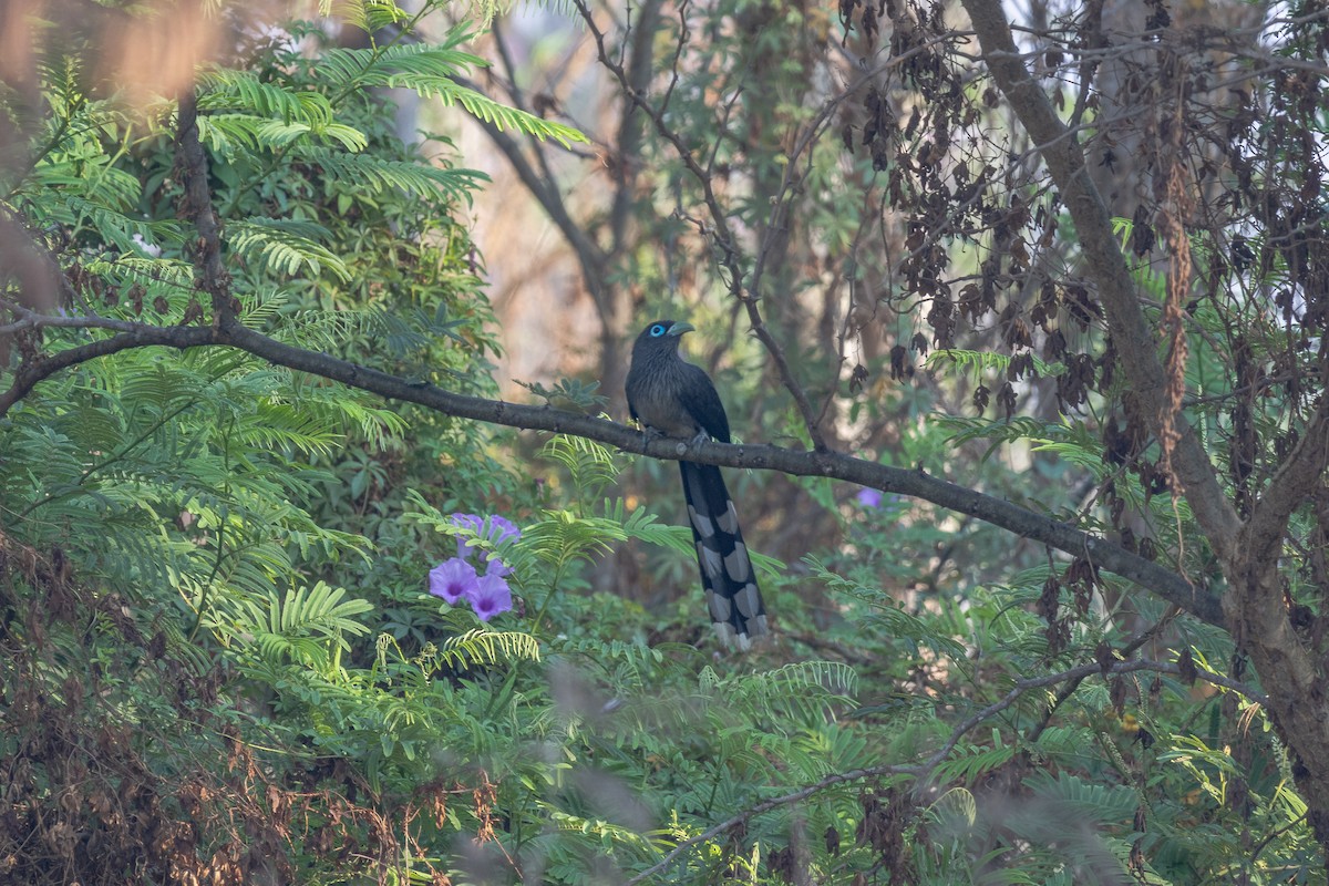 Blue-faced Malkoha - ML617968064