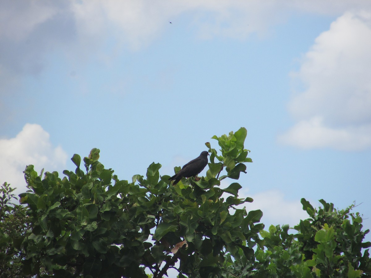 Snail Kite - ML617968065