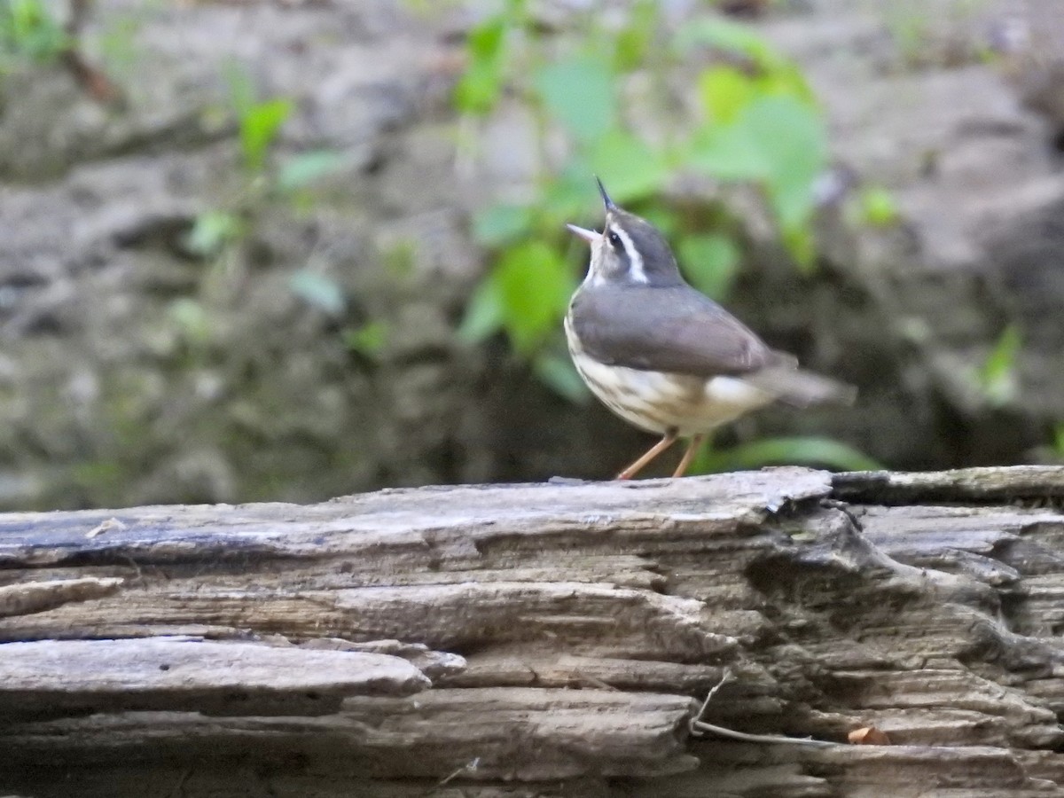 Louisiana Waterthrush - ML617968070