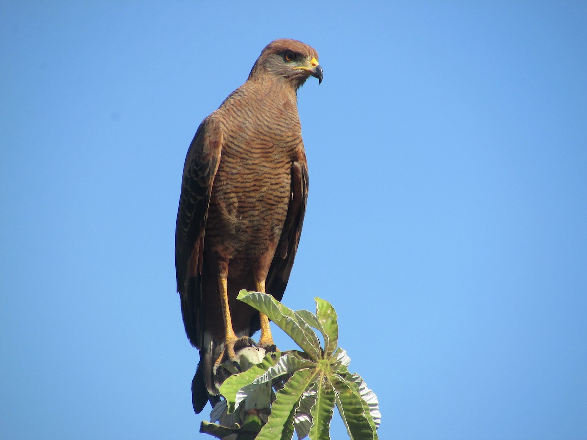 Savanna Hawk - Letícia Rabelo