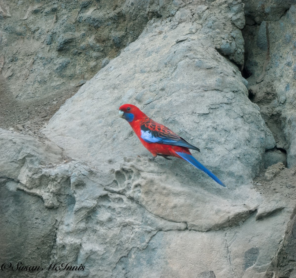 Crimson Rosella - ML617968096