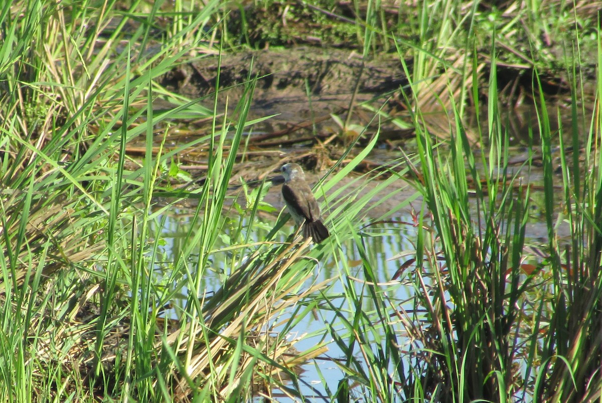 White-headed Marsh Tyrant - ML617968120