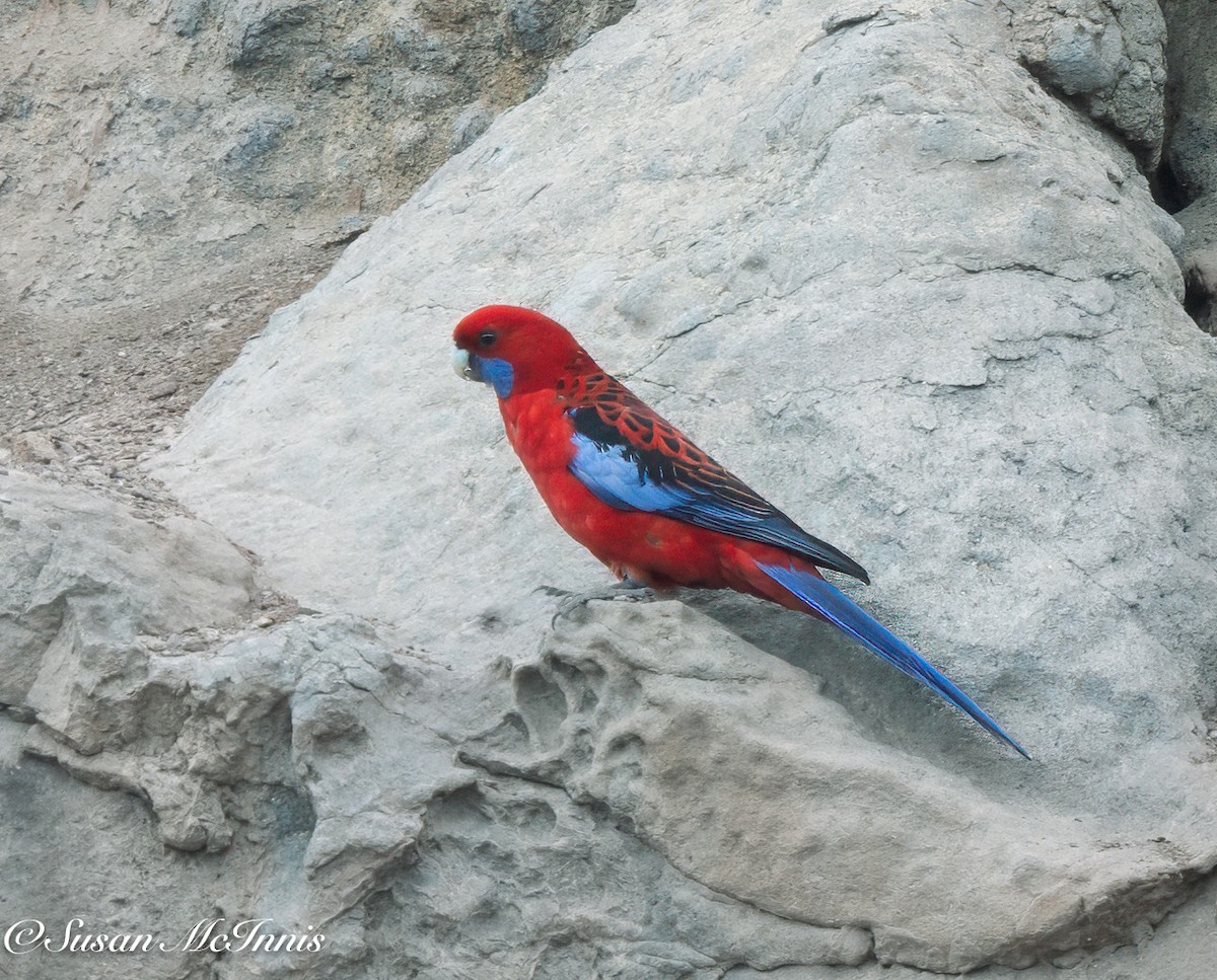 Crimson Rosella - ML617968124