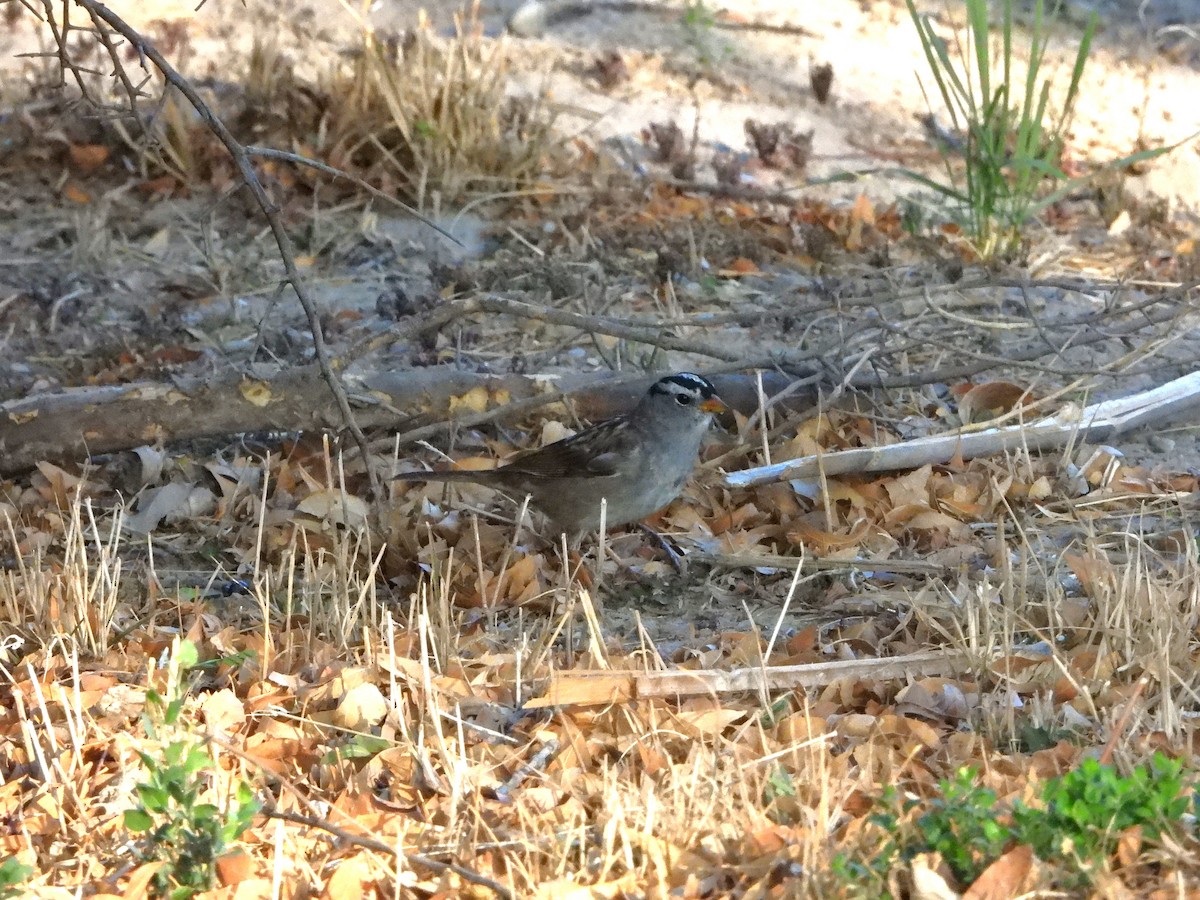 White-crowned Sparrow - Dan Meyer