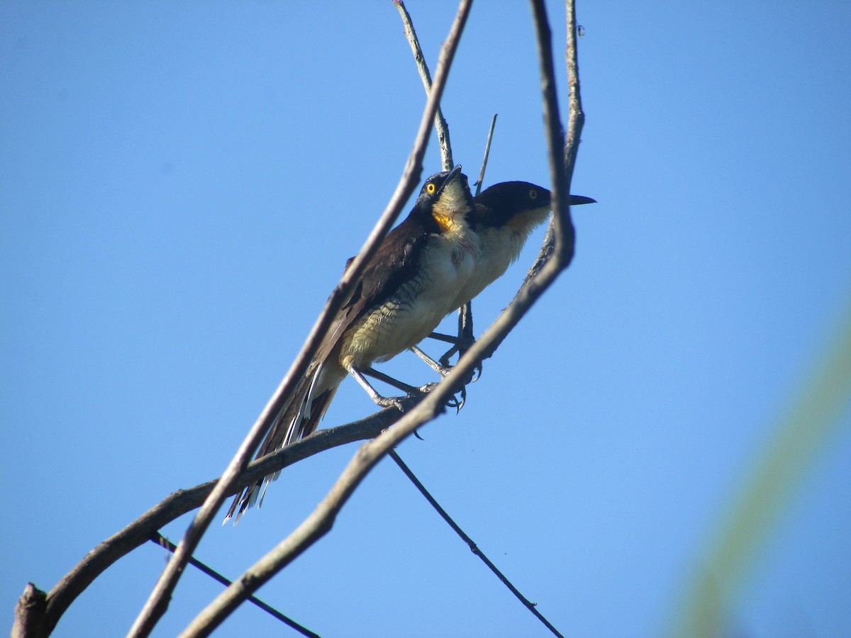 Black-capped Donacobius - ML617968133