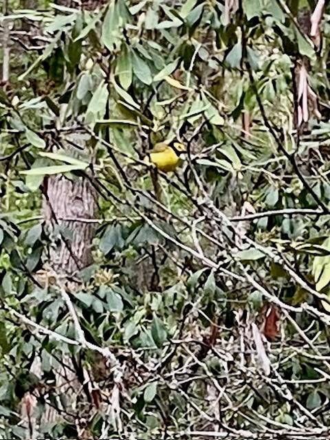 Hooded Warbler - ML617968212