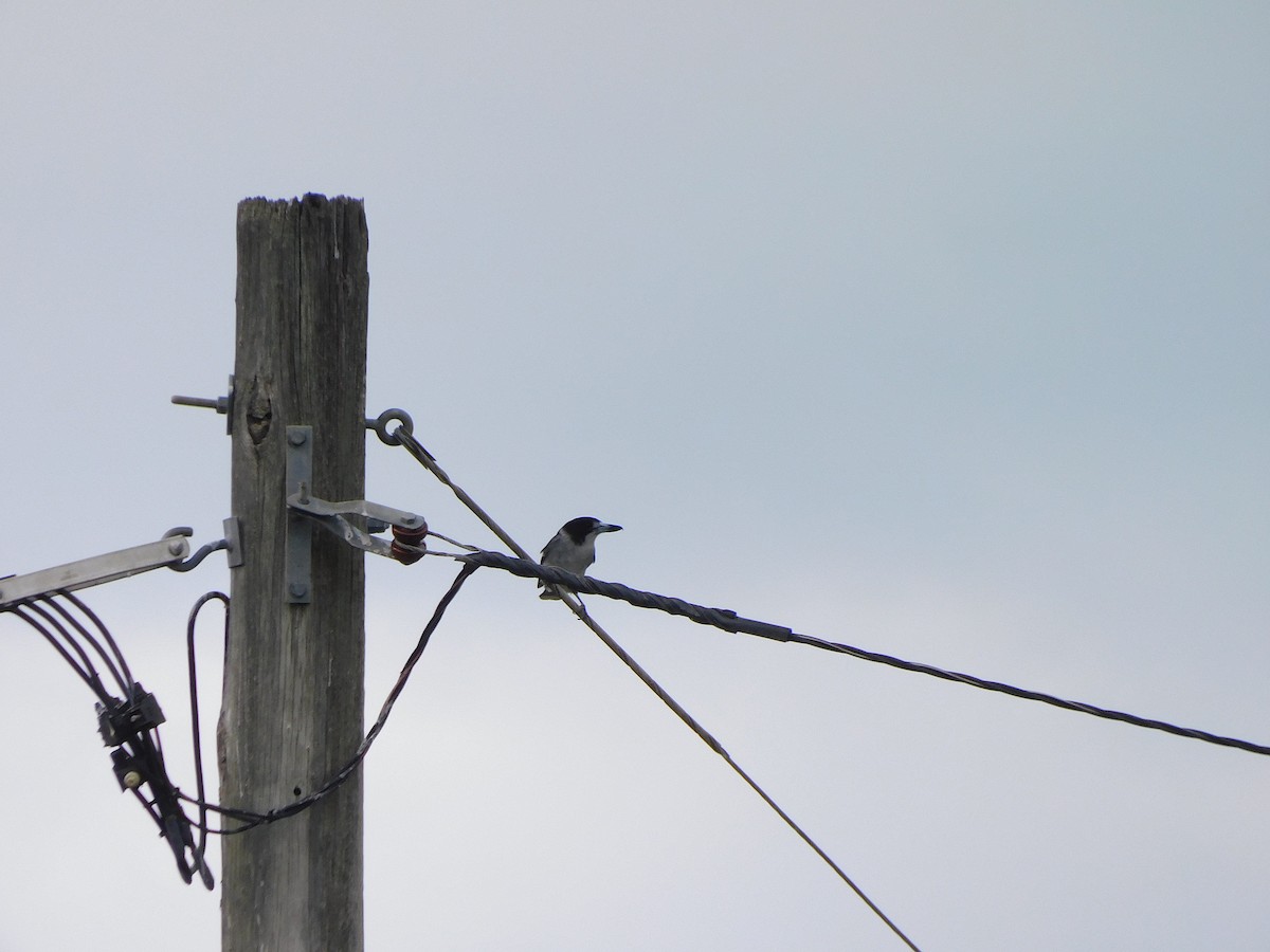 Gray Butcherbird - ML617968217